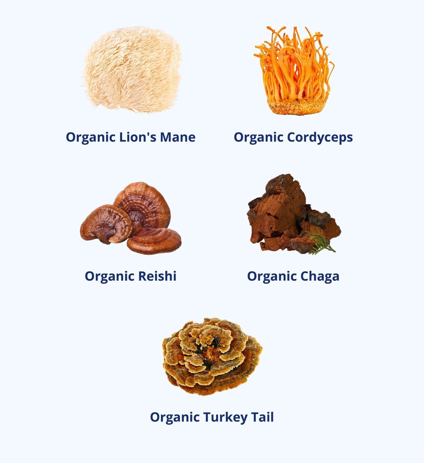 Fantastic Forage - Focus & Clarity Capsules