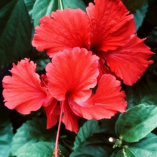 
                      
                        Flower Acid Cleanser
                      
                    